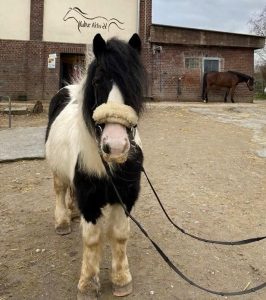 Reitverein Kultur Aktiv e.V.